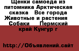 Щенки самоеда из питомника Арктическая сказка - Все города Животные и растения » Собаки   . Пермский край,Кунгур г.